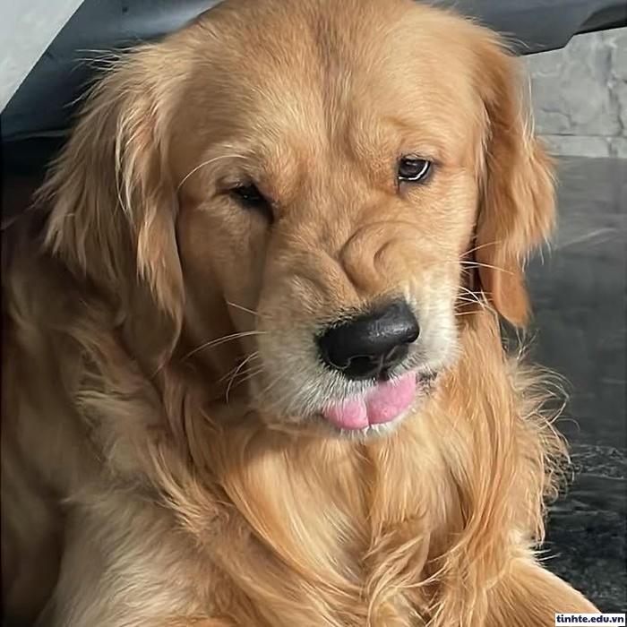 Meme khinh người viral